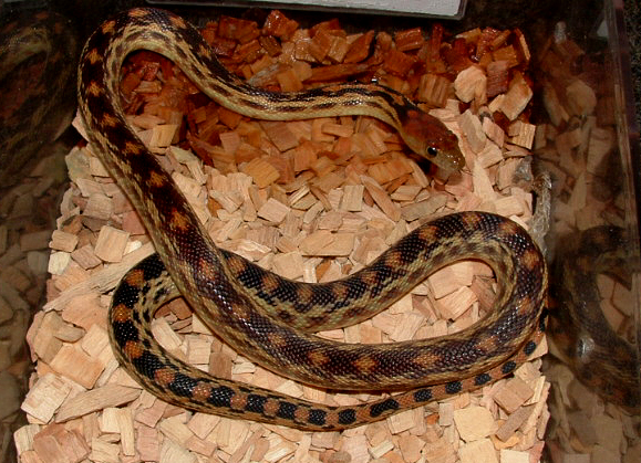 pituophis catenifer vertibralis 2